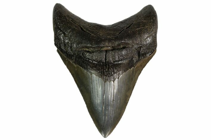 Serrated, Fossil Megalodon Tooth - Georgia #159730